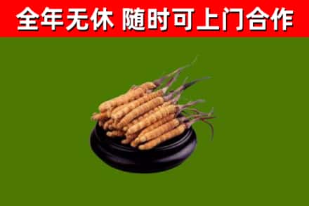 贾汪区回收散虫草