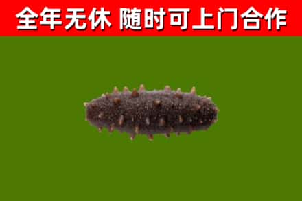贾汪区回收海参干